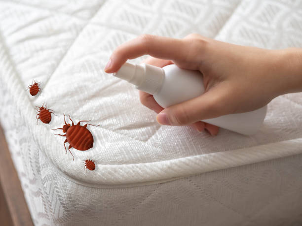 Best Emergency Pest Control  in Westminster, CO